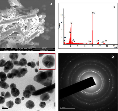 Figure 6 FE-SEM with EDAX images of AuNPs obtained from Acalypha indica (A and B) and HR-TEM with SAED images of AuNPs obtained AuNPs obtained from Acalypha indica (C and D).Abbreviations: FE-SEM, field emission scanning electron microscope; EDAX, energy dispersive analysis of X-rays; HR-TEM, high-resolution transmission electron microscopy; SAED, selected area electron diffraction; AuNPs, gold nanoparticles.