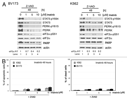 Figure 4. Inhibition of apoptosis by Z-VAD treatment in human K562 and BV173 cells incubated with imatinib. (A) Levels of STAT5-pY694, STAT5, PERK, PERK-pY615, eIF2α or eIF2α-pS51 proteins and PARP cleavage in K562 or BV173 cells pre-incubated with caspase inhibitor Z-VAD, followed by imatinib. The ratio of phosphorylated to total eIF2α protein is indicated (P/T). The ratio was set to 1 for “0” time point (untreated). (B) Percentage of apoptotic cells (left panel) determined by using the Annexin V test and percentage of dead cells (right panel) determined by propidium iodide exclusion test. The percentage of apoptotic or dead cells is shown as mean ± SEM of three independent experiments.