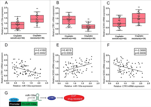 Figure 6. Expression of miR-130a, SOX9 and CTR1 in tumor tissues and their correlation (A)-(C) Expression levels of miR-130a, SOX9 and CTR1 in cisplatin resistant and cisplatin sensitive tissues (defined as described in Materials and methods section) were determined using real-time PCR assays. (E)-(F) The correlation between SOX9 and miR-130a, miR-130a and CTR1, SOX9 and CTR1 in cisplatin resistant tissues was analyzed using Spearman's rank correlation analysis. (G) A sketch map showing the mechanism by which SOX9 binds to the promoter region of miR-130a to activate its expression, thus to inhibit CTR1 expression, and finally promote the DDP drug resistance of cervical cancer cell.