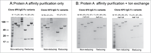 Figure 2. Expression and purification of IgG tandem Fc variants. (A) Mammalian cell-expressed IgG1, IgG-2Fc and IgG-3Fc proteins from 2 clones, anti-LPS 6F6 and anti-MrA KP3, were captured by protein A beads and analyzed by SDS-PAGE under reducing and non-reducing conditions. (B) The IgG-2Fc-half, IgG-2Fc and IgG-3Fc fractions were separated by an additional ion-exchange chromatography step and further purified. The purity and size of each IgG Fc variants were confirmed by a SDS-PAGE analysis. M, molecular weight (MW) marker. Numbers on the left indicate the MW in kDa. “*” denotes the location of the IgG-2Fc-half molecules under non-reducing condition.