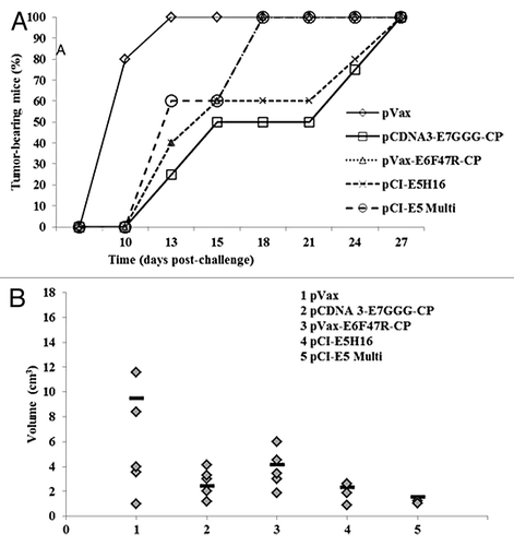 Figure 7. Tumor growth after therapeutic E5, E6 and E7 immunization. Fifty micrograms of plasmid DNA were administered by electroporation on days 3 and 10 with either the indicated vaccine preparations or saline solution as control. (A) Cancer growth. Tumor development was assessed by palpation three times per week. (B) Tumor burden. Tumor volume was measured 4 wk p.c. and calculated as in “Material and Methods”. Bars (▬) represent the mean value per each mouse group.