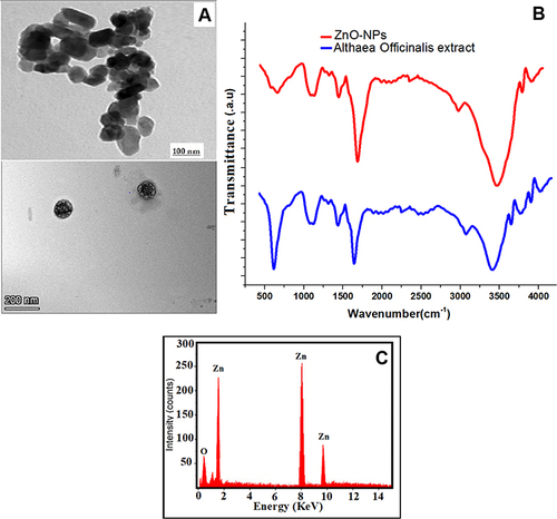 Figure 3 (A) Determination of size and shape of green ZnO-NPs by TEM (B) FTIR spectra of the biosynthesized ZnO nanoparticles using Althaea Officinalis extract and (C) EDX of Zinc Oxide nanoparticles made by Althaea Officinalis.