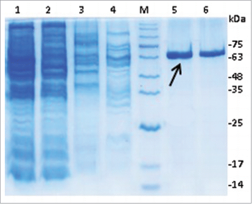 Figure 4. Purification of TAT-BoNT/A recombinant protein under native condition using Ni-NTA chromatography column. Column 1: Sample before purification. Column 2: The initial flow. Column 3: Washing sample with a buffer containing 20mM imidazole. Column 4: Washing sample with a buffer containing 100mM imidazole. Columns 5 and 6: Elusion in a buffer containing 250mM imidazole. M: Protein size marker. TAT-BoNT/A protein band shown with arrow. 12% SDS-PAGE stained with Coomassie brilliant blue G250.