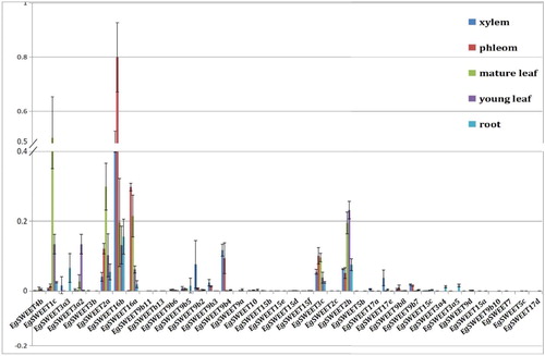 Figure 4. Expression of 38 genes which have an MtN3/saliva domain in Eucalyptus. Note: These were quantified by quantitative reverse-transcription polymerase chain reaction (qRT-PCR) in vegetative tissues (root, young leaves, mature leaves, phloem, xylem).