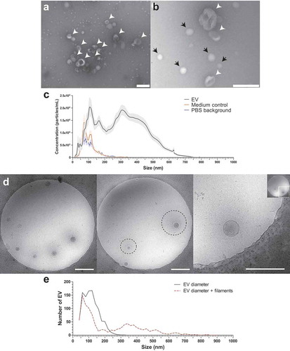 Figure 1. TEM, NTA and cryo EM measurement of schistosomula EVs.