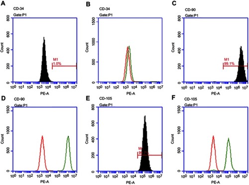 Figure 1 Characterization of Peridontal ligament stem cells (PDLSCs) by flow cytometric analysis. Flow cytometric analysis of PDLSCs reve aled expression of CD34 (A, B), CD90 (C, D) and CD105 (E, F).