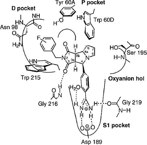 Figure 10 Schematic representation of the binding mode of tricyclic inhibitors in the thrombin active site. The active site can be described in terms of selectivity pocket (S1), small proximal pocket (P), a large hydrophobic distal pocket (D) and an oxyanion hole [Citation47].