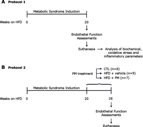 Figure 1 Schematic representation of the experimental protocol used in the present study to assess the effect of pyridoxamine (PM) treatment on endothelial function.