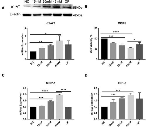 Figure 3 Impact of increasing glucose concentration and osmotic pressure on HK-2 cells. (A) The expression of α1-AT protein and mRNA levels were analyzed by Western blot and quantitative RT-PCR (qRT-PCR), respectively. (B) Cell viability of HK-2 cells in each group using CCK-8 analysis. (C and D) qRT-PCR analysis for expression of inflammatory factors such as MCP-1 and TNF-α in HK-2 cells. NC: normal control group (5.5mM glucose); 15mM: 15mM glucose; 30mM: 30mM glucose; 45mM: 45mM glucose; OP: osmotic pressure control group (5.5mM glucose+39.5mM mannitol). *P<0.05, **P<0.01, ***P<0.001, ****P<0.0001.