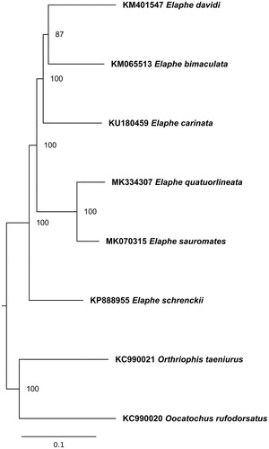 Figure 1. Maximum likelihood phylogenetic tree of Elaphe representatives. The tree was created using TIM2 + G model. Mitogenomes of Orthriophis taeniurus (Cope, 1861) and Oocatochus rufodorsatus (Cantor, 1842) were used as an outgroup. GenBank accession numbers and bootstrap values of nodes are shown on the tree.