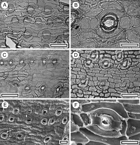 Fig. 11 Podocarpaceae sp. ‘chained’. A, TLM view of stomatal rows. Note darker staining (thicker) subsidiary cell cuticle (SL5642, scale = 50 μm); B, TLM view of single stomatal complex showing strong rim. (SL5643, scale = 20 μm); C, TLM view of stomatal rows (SL5643, scale = 50 μm); D, TLM view (SL5711, scale = 50 μm); E, SEM view of outer surface showing stomatal rows with prominent ring of raised subsidiary cells (S-1757, scale = 20 μm); F, SEM view of inner surface of a stomatal complex (S-1757, scale = 10 μm).