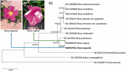 Figure 1. (A) Picture of Rosa augsta flower, (B) Picture of Rosa rugosa flower, (C) Neighbor joining (bootstrap repeat is 10,000) and maximum likelihood (bootstrap repeat is 1,000) phylogenetic trees of ten Rosa chloroplast genomes and three outgroup species: Rosa angusta (MK947051 in this study), Rosa rugosa (MK986659), Rosa praelucens (NC_037492), Rosa roxburghii (NC_032038), Rosa banksiae (NC_042194), Rosa chinensis var. spontanea (NC_038102), Rosa odorata var. gigantea (KF753637), Rosa multiflora (NC_039989 and MG727863), Rosa maximowicziana (NC_040960), and three outgroup species: Potentilla freyniana (NC_041210), Rubus crataegifolius (NC_039704), and Prunus persica (NC_014697). Phylogenetic tree was drawn based on neighbor joining tree. The numbers above branches indicate bootstrap support values of maximum likelihood and neighbor joining phylogenetic tree, respectively.
