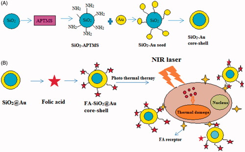Scheme 1. A schematic description for synthesis SiO2@Au and FA-SiO2 @AuNPs (A) and photo thermal ablation of melanoma cells under NIR laser irradiation (B).
