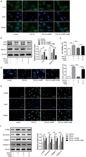 Figure 2.. 5-MTP repressed the proliferation and fibrosis of LX-2 cells by inducing autophagy