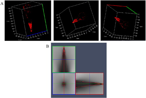 Figure 17. Distribution CLSM images of anti-PD-1 peptide in MNs (A: Three-dimensional distribution images; B: Two-dimensional distribution map).