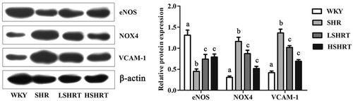 Figure 5. The protein expression of eNOS, NOX4, and VCAM-1 in different groups of rats. N = 10, Different alphabets indicated significant differences.