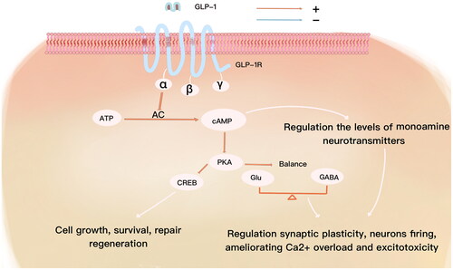 Figure 3. Activation of GLP-1/GLP-1R signaling pathway can promote neurons growth, survival, repair and protect cells from inflammation, oxidative stress as well as adjust apoptosis, autophagy mediated with regulating multiple signal pathways, which is favourable to improve multiple CNS disorders including AD, PD, HD, stroke, SCI, TBI, hyperalgesia and so on.