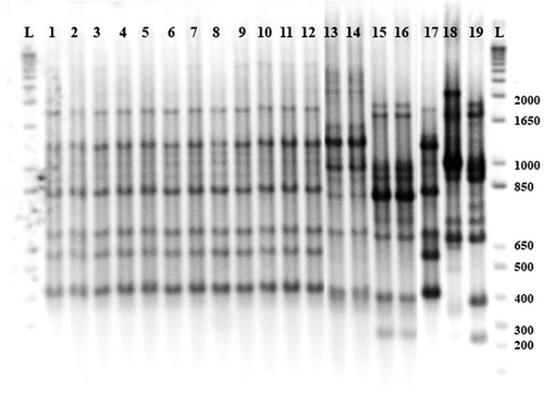 Fig. 2 BOX-PCR fingerprints of Xanthomonas spp. strains isolated from processing tomato in the U.S. Midwest. L) ladder 2 kb; 1 to 12) X. hortorum pv. gardneri; 13 and 14) putative X. perforans; 15 and 16) X. perforans; reference strains 17) X. hortorum pv. gardneri XcgA2; 18) X. euvesicatoria 110C; 19) X. perforans 1220.