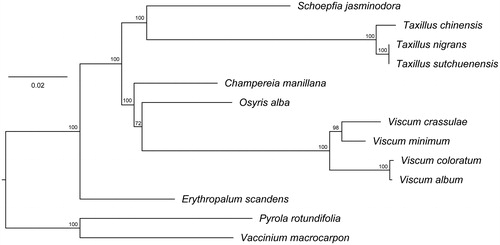 Figure 1. Phylogenetic relationships of Santalales species using whole chloroplast genome. GenBank accession numbers: C. manillana (NC_034931.1), E. scandens (NC_036759.1), O. alba (NC_027960.1), S. jasminodora (NC_034228.1), T. chinensis (NC_036306.1), T. sutchuenensis (NC_036307.1), V. album (NC_028012.1), V. coloratum (NC_035414.1), V. crassulae (NC_027959.1), and V. minimum (NC_027829.1).