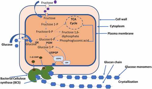 Figure 1. Mechanism of cellulose biosynthesis in Komagataeibacter xylinus.