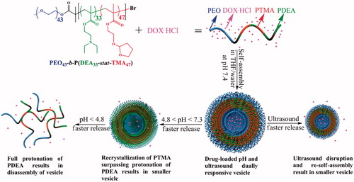 Figure 3. Formation of ultrasound and pH dually responsive PEO43-b-P(DEA33-stat-TMA47) vesicle and controlled drug release triggered by ultrasound radiation or decreasing pH value (Chen & Du, Citation2013).