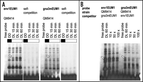 Figure 1 Characterization of protein complex-binding to EUM1 within the env1 or gna3-promotor. (A) EMSA analysis with annealed and labeled oligonucleotide derived from the env1 or gna3 promotor (env1EUM1F 5′ GAT CTC TTG TCC CTT TAC TCT GTG CTC TCT CTA CCT GCC T 3′; env1EUM1R 5′ GAT CAG GCA GGT AGA GAG AGC ACA GAG TAA AGG GAC AAG A 3′; gna3mEUM1F 5′ GAT CGA CTC GTT GCT GTG CTG TGC TGT GCT GTG CTG TGC TGT 3′ gna3mEUM1R 5′ GAT CAC AGC ACA GCA CAG CAC AGC ACA GCA CAG CAA CGA GTC 3′; lower case letters indicate bases added for labeling) and 30 µg of H. jecorina cell free extracts.Citation24,Citation25 The wild-type strain QM9414 was pregrown in darkness and harvested after illumination for the time indicated. (B) Competition experiments with cell free extracts prepared as described above after 60 minutes of illumination with 10-fold, 50-fold or 100-fold excess of cold competitor. Arrows point at the light-dependent protein complex found binding to both the env1 and the gna3-promotor. Experiments were carried out with both probes on the same gel and in case of self-competitions with 120-fold excess, uncompeted protein extracts were loaded on the same gel as control and exposed to similar signal strength. All experimental procedures after harvesting the mycelia were performed in complete darkness.