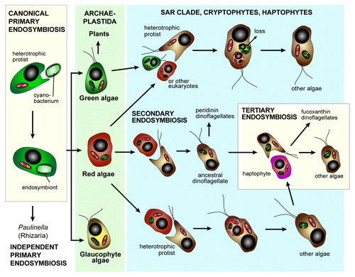 Figure 1. Plastid primary, secondary, and tertiary (only in dinoflagellates) endosymbiosis and horizontal genetic transfer in the evolution of photosynthetic eukaryotes. The rhizarian Paulinella gained its cyanobacterium-derived plastid from an independent, more recent primary endosymbiosis than the one that gave rise to the canonical Archaeplastida plastid. The origin of the red plastid in the SAR clade and in cryptophytes and haptophytes led to endosymbiotic genetic transfer (a specific form of HGT) of red algal genes to the nuclear genome of these taxa, whereas a cryptic green algal endosymbiosis may explain the presence of hundreds of green algal derived genes in these same lineages. The phylogenetic relationship of the SAR clade to cryptophytes and haptophytes remains unresolved.