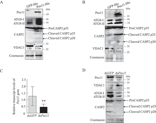 Figure 8. Pns11 inherently induces mitophagy and apoptotic responses in Sf9 cells and leafhopper bodies. (A) Effect of Pns11-His expression on the levels of expression of ATG8 and VDAC1, as well as the cleavage of CASP2, in Sf9 cells as determined by western blot assays. (B) Effect of injection with Pns11-His on the levels of expression of ATG8 and VDAC1, as well as the cleavage of CASP2, in leafhoppers as determined by western blot assays. The relative intensities of bands for these proteins are shown below. Equal amounts of protein were loaded on the Coomassie Brilliant Blue-stained gels. The data are representative of three biological replicates. (C, D) Effect of the knockdown of Pns11 gene expression on the levels of expression of Pns11, VDAC1 and ATG8, as well as the cleavage of CASP2, in viruliferous leafhoppers at 6-day padp. RT-qPCR assays show the levels of expression of Pns11 mRNA in viruliferous leafhoppers in C. The data are presented as the mean ± SD. Western blot assays show the levels of expression of Pns11, VDAC1 and CASP2 in dsGFP- or dsPns11-treated viruliferous leafhoppers in D. The relative intensities of the bands for these proteins are shown below. Equal amounts of protein were loaded on the Coomassie Brilliant Blue-stained gels. The data are representative of three biological replicates.