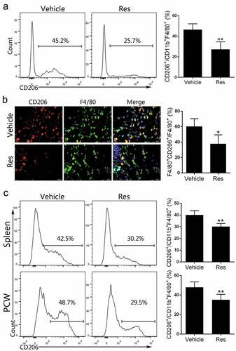 Figure 3. Resveratrol treatment decreases the percentages of M2-type macrophages in Hepa1-6 tumor-bearing mice. (a) Single-cell suspensions isolated from tumor tissue of mice 21 days after treatment with resveratrol were prepared, stained with anti-CD45, F4/80, CD11b and CD206 antibodies and analyzed via FACS. (b) Immunofluorescence analysis (400×) of M2-type macrophages stained with anti-F4/80 and CD206 antibodies in the tumor tissue. (c) Peritoneal cavity washes (PCW) and spleen cells were isolated from the tumor-bearing mice and the frequencies of F4/80+ CD11b+ CD206+ M2-type macrophages were enumerated by FACS analysis. Data of column graphs are presented as mean ± SD (n = 4 mice/group; two-tailed t-test: *p < 0.05 and **p < 0.01 compared to Vehicle). One representative of three separate experiments is shown