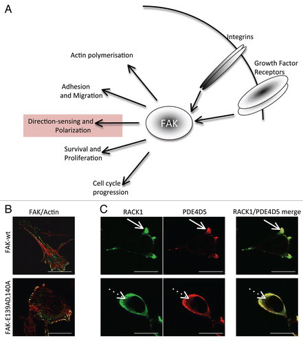 Figure 1 (A) Schematic showing the recognized cellular functions of FAK, highlighting the direction-sensing and polarization functions we describe here. (B) Images show comparison of cell shape and actin filaments in FAK-deficient SCC cells re-expressing either FAK-wt or the FAK/RACK1 binding impaired mutant FAK-E139A,D140A. (C) The co-staining of RACK1 and PDE4D5 is shown in protrusive nascent adhesions as FAK-wt SCC cells are plated on to FN for 15 min (solid arrows). By comparison, both RACK1 and PDE4D5 are cytoplasmic in FAK-E139A,D140A-expressing cells (broken arrows). Scale bars 20 µm.