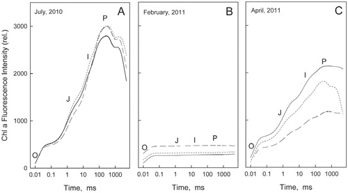FIGURE 2. Characterization of the Chi a fluorescence transient O-J-I-P from needles of Korean fir trees growing at the altitudes of 1500 m (--), 1671 m (……), and 1800 m (-) in (A) July, (B) February, and (C) April. Each transient represents the mean of five separate measurements.