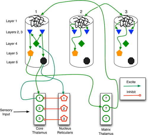 Figure 20. Sketch of thalamocortical loops for three columns of a cortical region. Core, matrix and nucleus reticularis (NR) cells are separated into three modules for illustrative purposes. The main types (but not all instances) of connections are drawn. Within a column, the key connections are: entry layer 4 links to layers 2 and 3; layer 2–3 stimulation of layers 5 and 6; and layer 1 excitation of layers 2, 3 and 5. In general, the column is considered active when layer 5 and 6 neurons fire at high frequency.