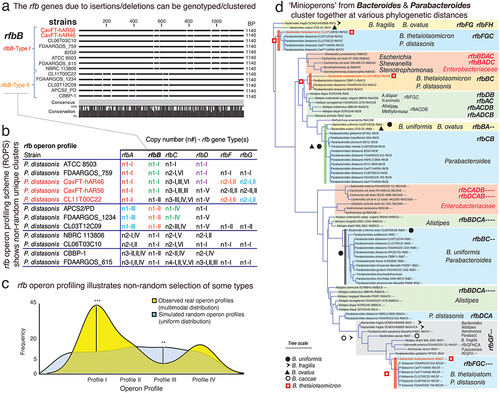 Figure 4. ‘Rfb-operon profiling’ indicates non-random selection and rfb-gene-cluster similarity between Parabacteroides and Bacteroides, namely B. thetaiotaomicron. a) gaps and insertions in rfb gene sequences designate different rfb-types using protocols described for rfbA-typing.Citation3 supplementary figure S5 illustrates the rfb-typing of rfbC/D/F/G. b) exa mple of global rfb operon profiling system (GOPS) for P. distasonis. b) density plots between random and real rfb operon profiles in P. distasonis. Observed types are statistically different from a random (uniform) distribution (**, *** for p<.05 and p<.01, respectively). We generated random and real operon profiles based on the rfb(A,B,C,D,E,F, and G) gene types. For example, P. distasonis ATCC 8503 has rfbA, rfbB, rfbC, and rfbD genes of type I, with the real operon profile represented as 111,100 (indicating types I for rfbA, rfbB, rfbC, and rfbD, and absence of rfbF and rfbG). Each gene type has varying subtypes (e.g., rfbA has 4 types, rfbB has 2 types, rfbC has 6 types, etc. (Figure 4b)). We then created random profiles by permuting combinations of these types, resulting in profiles such as 111,100, 211100, 311100, 411100, and so on. Using these numeric profile we create a density plot using STATA software. d) phylogenetics across Bacteroidota and enterobacteriaceae based on rfb mini/operon sequences. Remarkably, several Bacteroides species, but namely B. thetaiotaomicron CLT5T119C52, cluster together with several Parabacteroides, especially P. distasonis, irrespective of rfb-gene-cluster considered (red squares; further details in Supplementary Figures S6).