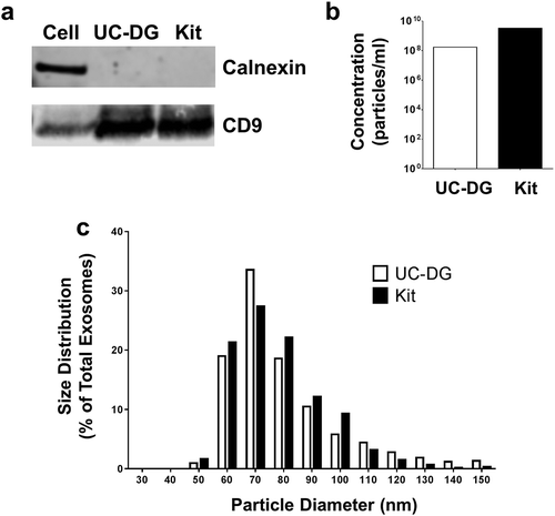 Figure 1. Exosomes purified from primary human PTEC cultured under normal conditions using ultracentrifugation/density gradient purification (UC-DG) and commercial kit purification (Kit) demonstrate comparable purity. (a) PTEC exosomes from both purification methodologies express CD9 but not calnexin. Western blot analysis of whole PTEC/exosome lysate (5 µg total protein per sample). (b) Numbers of exosomes purified from equivalent cell culture volumes. One representative of two PTEC donor experiments. (c) Equivalent size distribution of exosomes produced with the two methodologies; analysed with TRPS (qNano, Izon Science Ltd. Christchurch, New Zealand) using a NP100 nanopore at a 45 mm stretch. One representative of two PTEC donor experiments.