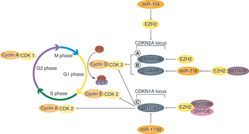 Figure 3. EZH2 and dysregulation of the cell cycle.During oncogenesis, EZH2 upregulation enables cancer cells to avoid cell cycle arrest through the inhibition of (A) p16INK4A, (B) p14ARF and (C) p21Cip1. This is achieved through EZH2-mediated H3K27me3 modifications in the CDKN2A and CDK1A loci. Interactions between EZH2 and the non-coding RNAs HOTAIR, linc01088 and SNHG6 ensure that modifications are directed in such a way that regulation of CDKN1A/2A-specific splice variants is achieved.