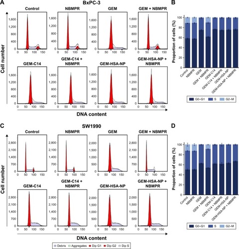 Figure 2 The effect of GEM-HSA-NP on cell cycle arrest.Notes: (A) The proportions of cell cycle analyzed by flow cytometry after BxPC-3 cells were treated with 0.05 μg/mL GEM, 0.1 μg/mL GEM-C14 and 2.083 μg/mL GEM-HSA-NP for 48 h, with or without 1 μM NBMPR. (B) Proportion of each phase of the cell cycle in each group of BxPC-3 cell line. (C) The proportions of cell cycle analyzed by flow cytometry after SW1990 cells were treated with 0.05 μg/mL GEM, 0.1 μg/mL GEM-C14 and 2.083 μg/mL GEM-HSA-NP for 48 h, with or without 1 μM NBMPR. (D) Proportion of each phase of the cell cycle in each group of SW1990 cell line.Abbreviations: GEM, gemcitabine; GEM-C14, 4-N-myristoyl-gemcitabine; GEM-HSA-NP, gemcitabine-loaded human serum albumin nanoparticle; NBMPR, S-(4-nitrobenzyl)-6-thioinosine.