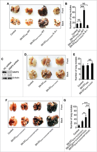 Figure 7. HSP72 and HSP105 mediated Ta-DCs promotion of B16-F10 tumor lung metastasis via an IL-6/MMP9 pathway in vivo. (A, B) B16-F10 cells were cultured in supernatant from PBS-stimulated BMDCs of WT mice, or B16-F10-EXO (5 μg/ml for 6 h)-stimulated BMDCs of WT or IL-6−/− mice for 24 h. Then, 5 × 105 tumor cells were intravenously injected into mice, and these mice were killed 15 d later. Representative gross morphology of the lungs is shown (A). Numbers of invasive nodules in the lungs were counted and statistically analyzed (B). (C) The MMP9 protein level in B16-F10-MMP9(KD cells was detected by Western blot. (D, E) B16-F10-MMP9(KD) cells were cultured in supernatant from B16-F10-EXO (5 μg/ml for 6 h)-stimulated BMDCs for 24 h. Then, 5 × 105 tumor cells were intravenously injected into mice, and these mice were killed 15 d later. Representative gross morphology of the lungs is shown (D). Numbers of invasive nodules in the lungs were counted and statistically analyzed (E). (F, G) B16-F10 cells were cultured in supernatant from B16-F10-EXO/(EV)-, B16-F10-EXO/HSP72(OE)- or B16-F10-EXO/HSP105(OE) (5 μg/ml for 6 h)-stimulated BMDCs for 24 h. Then, 5 × 105 tumor cells were intravenously injected into mice, and these mice were killed 15 d later. Representative gross morphology of the lungs is shown (F). Numbers of invasive nodules in the lungs were counted and statistically analyzed (G). (C) Numbers indicate the ratio of gray values of MMP9 to that of β-Actin. (A, C, D, F) One representative of 3 independent experiments is shown. (B, E, G) The results are shown as the mean ± SEM of 3 independent experiments (n = 5). P values were generated by one-way ANOVA, followed by a Tukey-Kramer multiple comparison test; **p < 0.01; ***p < 0.001. Control indicates B16-F10 cells without any treatment.