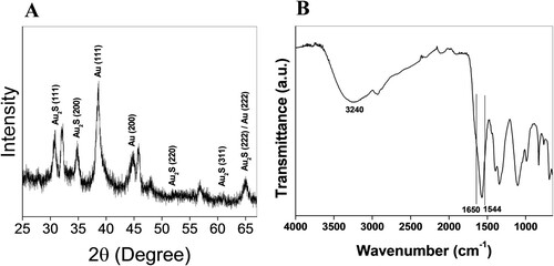 Figure 3. (A) XRD analysis and (B) FTIR analysis of Au2S nanoparticles.