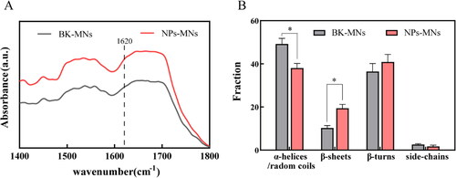 Figure 4. Fourier-transform infrared (FTIR) absorbance spectrum (A) and fraction of secondary-structure content (B) of nanoparticles-encapsulated polymeric microneedles (NPs-MNs) (n = 6, *p < .05).