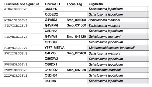 Figure 3 Grouping of 13 Schistosoma universal stress proteins by functional site signature.