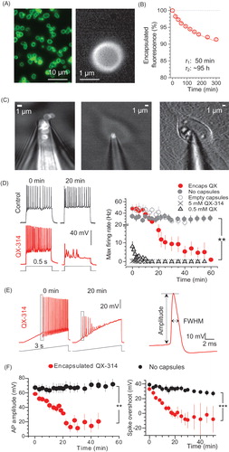 Figure 1. Encapsulated QX-314 delivered intracellularly gradually suppresses neuronal excitability in vitro. (A) A snapshot showing the suspension of nano-engineered microcapsules (magnified on the right), with encapsulated Alexa Fluor 488; confocal imaging (λx= 488 nm). (B) Monitoring gradual release of encapsulated Alexa Fluor 488 from microcapsules; ordinate, time course of average capsule fluorescence normalized to the initial value; solid line, best-fit bi-exponential approximation (with 0.04 and 0.96 partial weights, respectively; decay constants as shown; n = 1.6 × 108 microcapsules). (C) Snapshots displaying the patch pipette tip filled with microcapsules (TRITC fluorescence) prior to patching (left), when targeting a cultured neuron (middle), and in whole-cell configuration 25 min following intracellular delivery of microcapsules (right; DIC + fluorescence images of the same cell). (D) Traces, examples of current-clamp recordings of neuronal firing in control condition and after injection of encapsulated QX-314 (immediately after breaking-in and 20 min later, as indicated). Graph, statistical summary: time course of the maximal neuronal firing rate in control cells (no microcapsules; n = 17), with empty microcapsules injected (n = 12), encapsulated QX-314 injected (n = 18), with non-capsulated QX-314 injected at 0.5 mM (n = 6) and 5 mM (n = 4), as indicated. (E) Left, examples of neuronal firing in response to a slow-ramp current after infusion of encapsulated QX-314 (left, 0 and 20 min post-injection in the same cell; dotted boxes indicate first spikes selected for comparisons); right, example of single AP evoked in hippocampal neurons, with the estimated parameters indicated (FWHM, full width at half maximum). (F) Time course of the relative spike amplitude (left) and the spike overshoot (amplitude above 0 mV; right) in control condition (no capsules, black dots) and after intracellular delivery of encapsulated QX-314 (red dots), as indicated; spike sampling as shown in panel E (left); control, n = 9 neurons; encapsulated QX-314, n = 9 neurons. All data are shown as mean ± SEM. **p < .01, ***p < .001 (unpaired t-test).