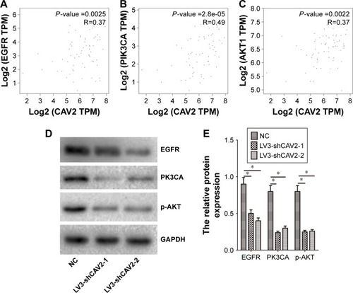 Figure 4 CAV2 regulates the EGFR/PI3K/Akt signaling pathway.