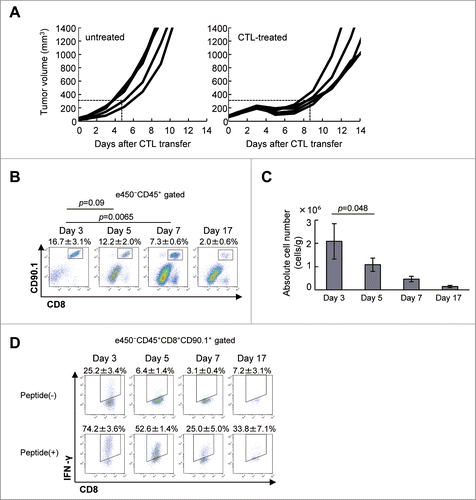 Figure 1. Adoptively-transferred CTLs are impaired in the tumor. (A) C57BL/6 mice were injected with B16 melanoma cells (1 × 106), and 9 d later (designated as day 0), tumor-bearing mice (n = 5) received in vitro-activated pmel-1 splenocytes (1 × 107) as CTLs. Tumor volumes were measured every other day. (B) Mice (n = 3) were killed on days 3, 5, 7, and 17 after CTL transfer and infiltration of CTLs into the tumor was analyzed by flow cytometry. The frequency of CTLs in the tumor was determined by quantifying eFluor450−CD45+CD8+CD90.1+ cells. (C) The absolute number of CTLs was calculated as described in the Materials and Methods section and adjusted by the tumor weight (cells/g). (D) IFNγ production by CTLs with or without stimulation with 1 μg/mL hgp100 peptide for 4 h was analyzed on days 3, 5, 7, and 17 after CTL transfer by intracellular staining (n = 3 per group). The experiments were performed independently at least three times with similar results.