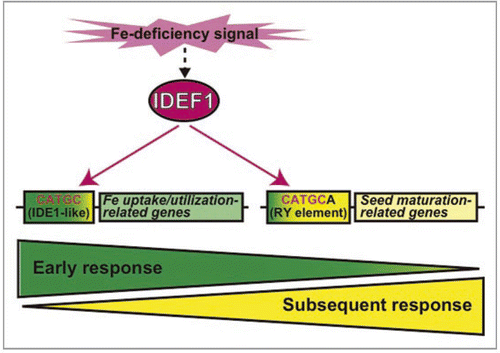 Figure 1 A simplified model of dual regulation of Fe deficiency response mediated by IDEF1.
