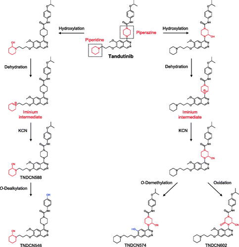 Figure 13. Proposed bioactivation pathway of tandutinib. Figure adapted from Al-Shakliah et al. (Citation2021). KCN: potassium cyanide. Predicted structures of four cyano adducts (TNDCN588, TNDCN546, TNDCN574, and TNDCN602) are shown.