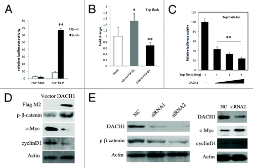 Figure 5. DACH1 represses Wnt/β-catenin signaling activity in colorectal cancer cells. (A) β-catenin expression vector was co-transfected with TCF/LEF Topflash reporter or its mutant, Fopflash, into HCT116 cells. Luciferase activity was normalized to Renilla luciferase activity (**P < 0.01). (B) Luciferase activity in mock, mock + TGF-β1, and DACH1 + TGF-β1 groups. (*P < 0.05, **P < 0.01). (C) Effect of increasing dose of DACH1 (50 ng, 100 ng, 200 ng/well) on Wnt signaling activity (**P < 0.01). (D) western blot showing the levels of p-β-catenin and Wnt signaling downstream genes, cyclinD1, and c-Myc, before and after DACH1 transfection in HCT116 cells. (E) western blot of HT29 cells before and after DACH1 was knocked down. The left panel shows the level of p-β-catenin was decreased after knocking down DACH1 in HT29 cells; the right panel shows the expression of c-Myc and cyclinD1, which was increased after knocking down DACH1 in HT29 cells.