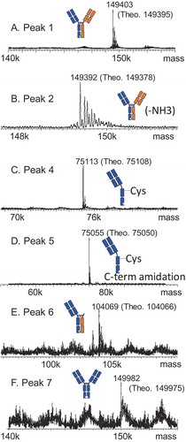 Figure 4. Intact mass measurements for Bis-B from the 2D LC-MS experiment for (A) peak 1, (B) peak 2, (C) peak 4, (D) peak 5, (E) peak 6, and (F) peak 7 from the HIC method (Figure 3C, final method).