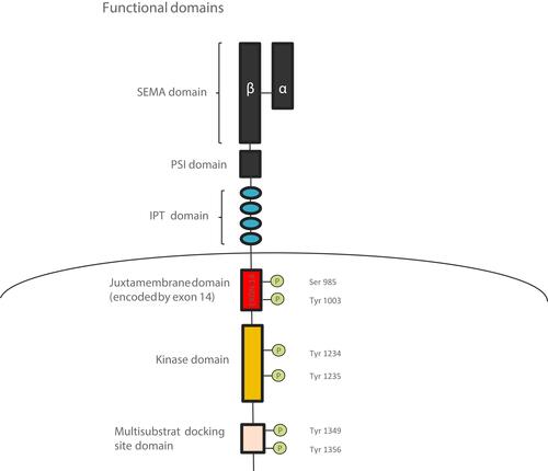 Figure 7 MET structure, consists of several domains. The extracellular part is composed by SEMA domain shared between the two chains, a PSI domain, and four IPT domains. The intracellular part is composed by the juxtamembrane domain encoded by exon 14, the kinase domain, and the multisubstrate docking site.