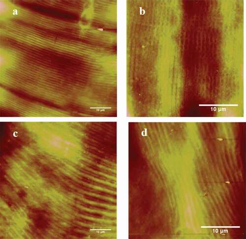Figure 4. AFM height images of the longissimus lumborum (LL) muscle fibers. (a) and (b) Control with deionized water at 24 h. (c) and (d) Treated with 500 mM CaCl2 for 24 h.
