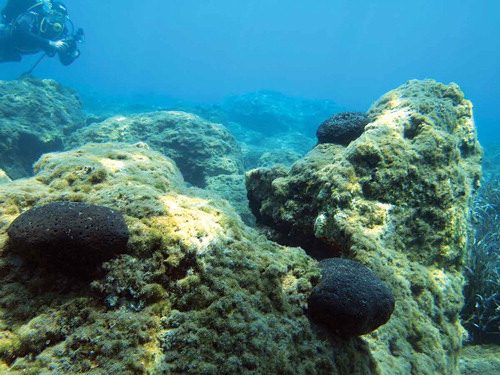 Figure 5. A shallow rocky reef of Kos in 2013 deprived of macroalgal cover and with large massive sponges (underwater photograph by G. Chrisopoulous).